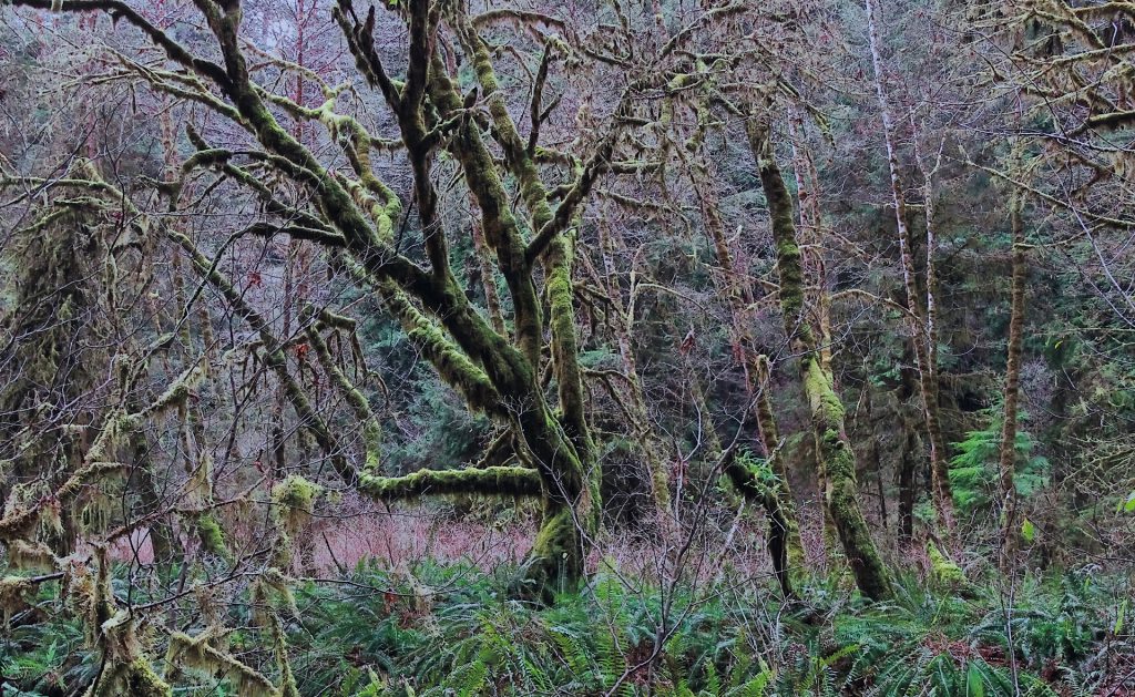 Zauber Rotwald | Enchanting Redwood | Secuoya encantadora